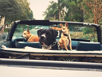 Portrait of dog sitting in car