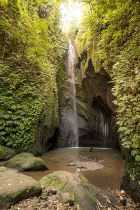 Scenic view of waterfall in forest