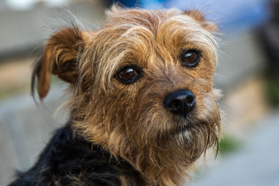 Close-up of dog