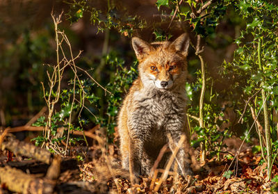 Portrait of fox in forest