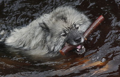 Wet hairy dog carrying stick in mouth on river