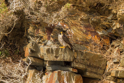 Close-up of an animal on rock