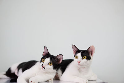 Portrait of cats against white background