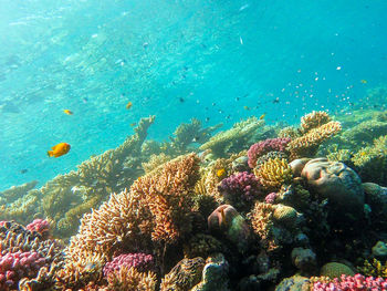 Fish swimming in sea