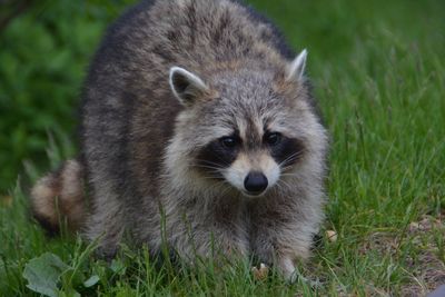 Portrait of sheep in a field