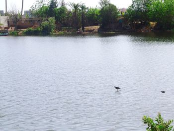 View of birds swimming in lake