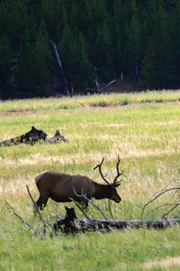 Rabbit on grassy field