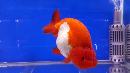 Close-up of fish swimming in aquarium