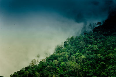 Scenic view of forest against sky