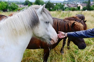 Cropped hand touching horse on field