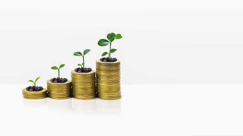 Stack of plant against white background