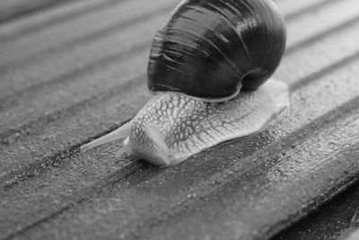 Close-up of snail on surface