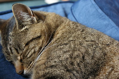 Close-up of tabby cat sleeping on fabric
