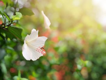 Close-up of white flower blooming outdoors