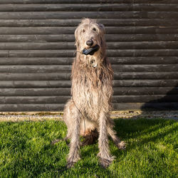 Portrait of dog sitting against wall with computer mouse for home work