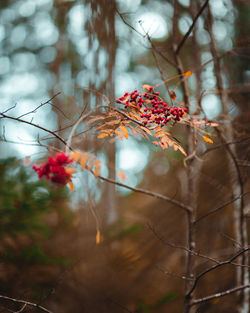 Close-up of red berries on tree