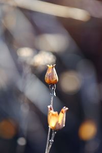 Close-up of rose flower
