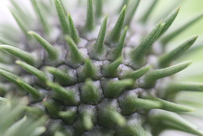 Close-up of leaves