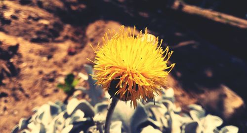 Close-up of yellow flower blooming outdoors