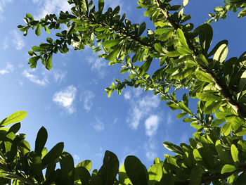 Low angle view of tree against blue sky