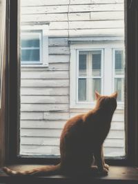 Close-up of cat on window sill