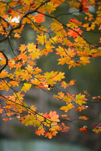 Close-up of yellow maple leaves on tree during autumn