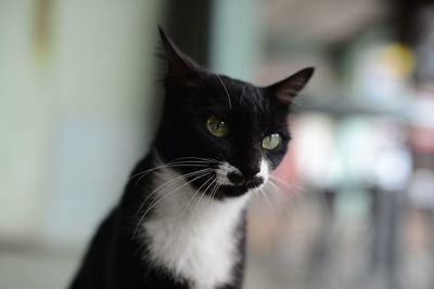 Close-up portrait of cat