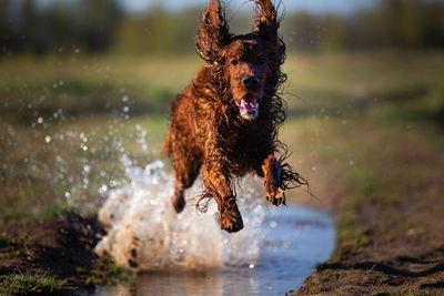 Dog running in water