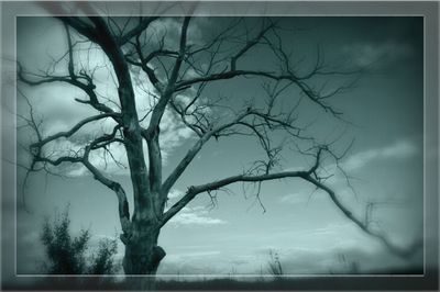 Bare trees against sky