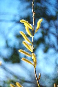 Close-up of plant against blurred background