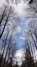 Low angle view of bare trees against sky