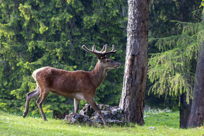 Deer standing in a forest