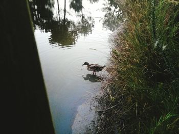 High angle view of ducks swimming in lake