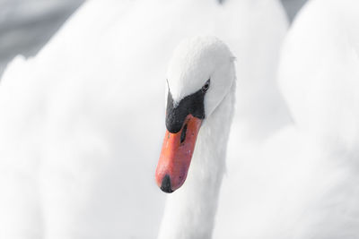 Close-up of swan on snow