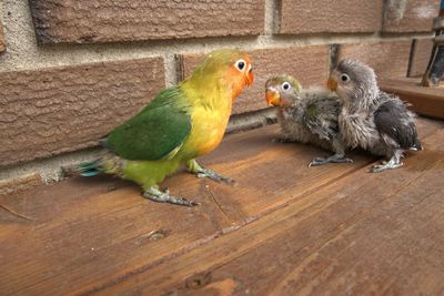View of parrot perching on wood