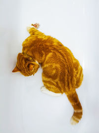 Ginger male cat relaxing in an empty bath tub