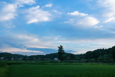 Scenic view of agricultural field against sky