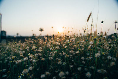 Close-up of flowers blooming in field