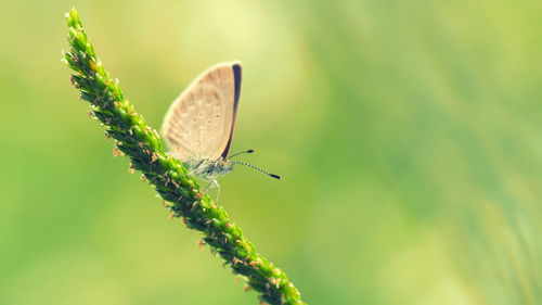 Close-up of insect on plant