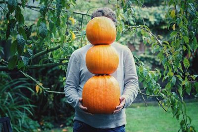 Rear view of man with pumpkins in field