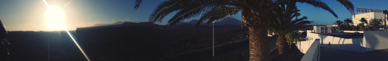 Close-up of palm trees against sky during sunset