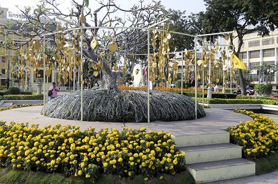 Yellow flowers in park