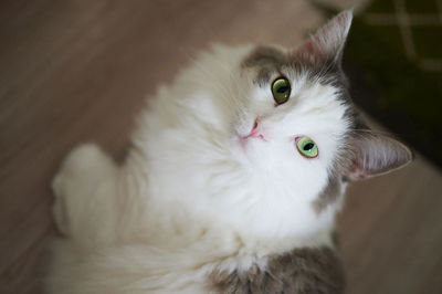 Close-up portrait of white cat at home relaxing on floor