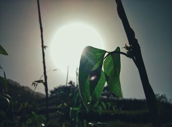 Sun shining through plants