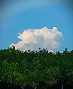 Low angle view of trees against sky