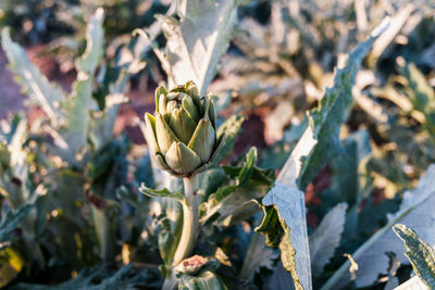 Close-up of flowering plant on field