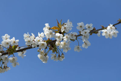 Low angle view of cherry blossoms in spring