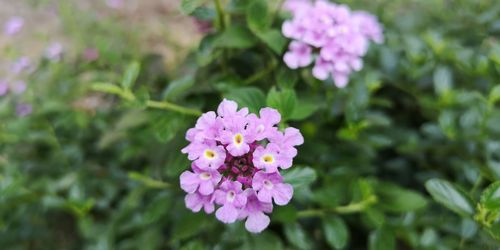 Close-up of pink flowering plant