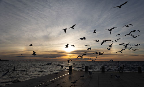 A flock of seagulls flying by the shore of the oresund strait at sunset with a halo on the sky 