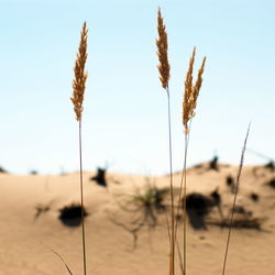 Close-up of plants on field against clear sky